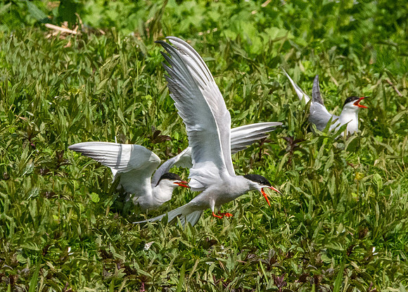 Common tern