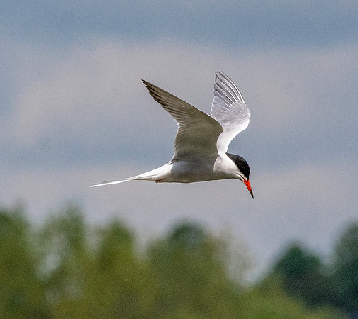 Common tern