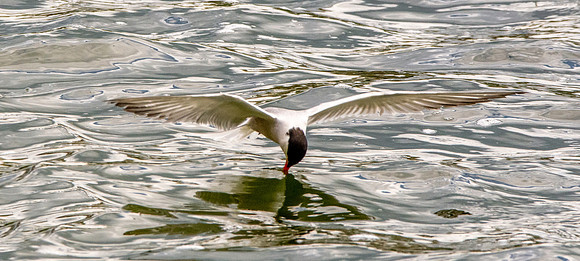 Common tern