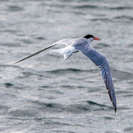 Common tern