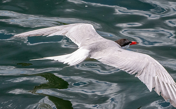 Common tern
