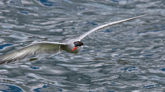 Common tern