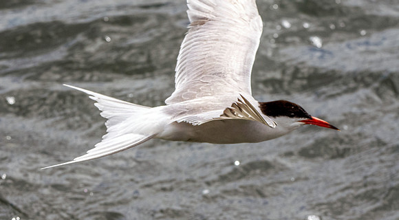 Common tern