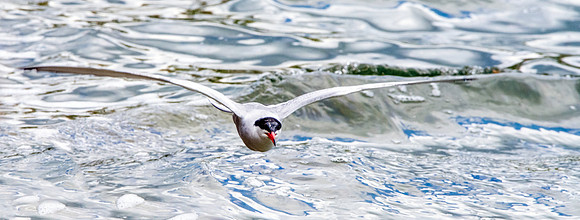 Common tern