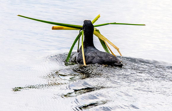 Coot