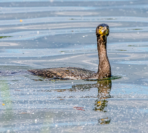 Great cormorant