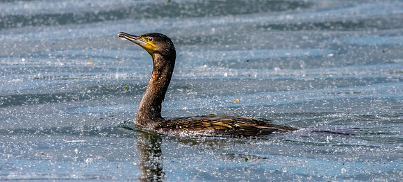 Great cormorant
