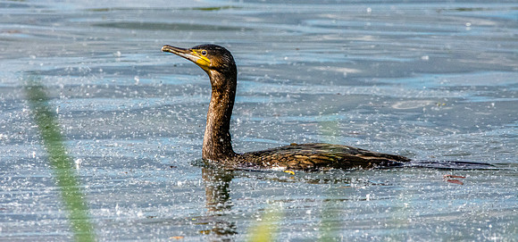 Great cormorant