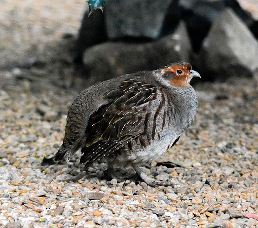 Grey partridge