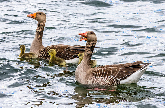 Greylag geese with chicks