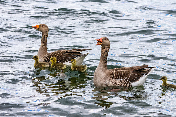 Greylag geese with chicks