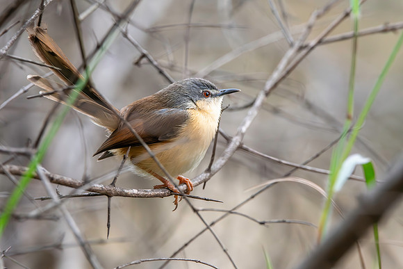 Ashy prinia