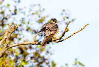 Hobby