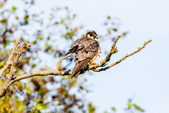 Hobby