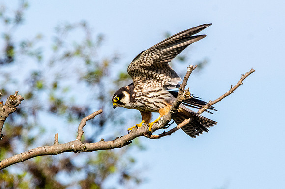 Hobby