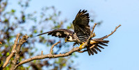 Hobby