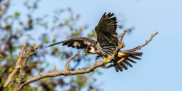 Hobby