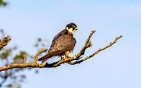 Hobby