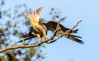 Hobby