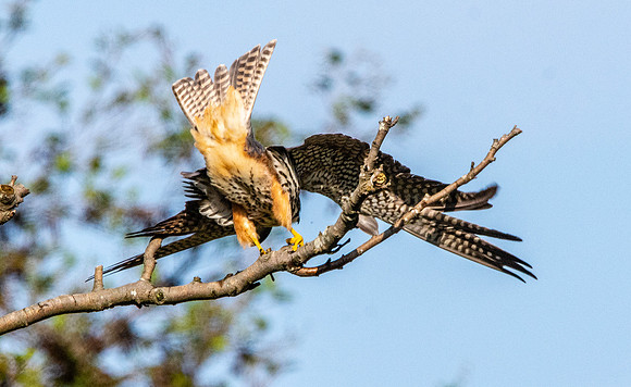 Hobby