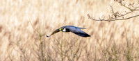 Hobby