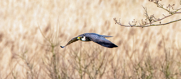 Hobby