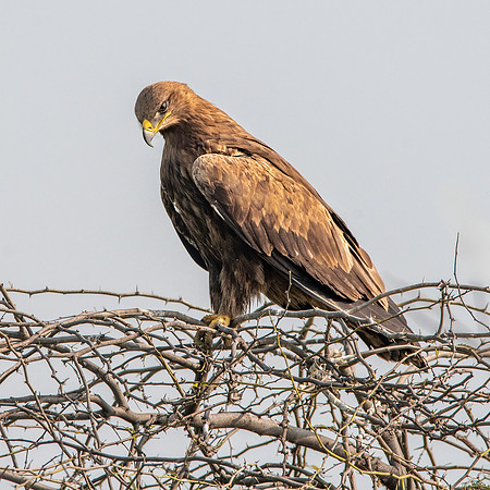 Greater spotted eagle