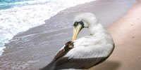 Masked booby