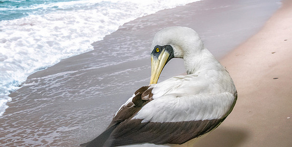 Masked booby