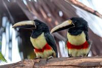 Black necked aracari