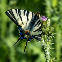 Scarce swallowtail