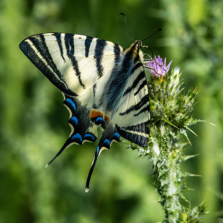 Scarce swallowtail