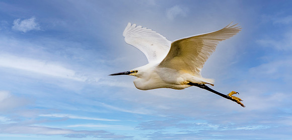 Little egret