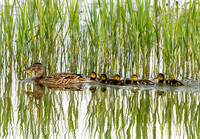 Mallard, female, with chicks