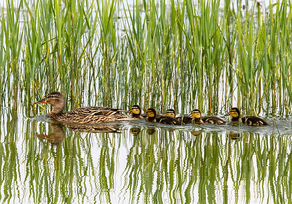 Mallard, female, with chicks