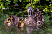 Mallard, female, with chicks