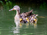 Mallard, female, with chicks