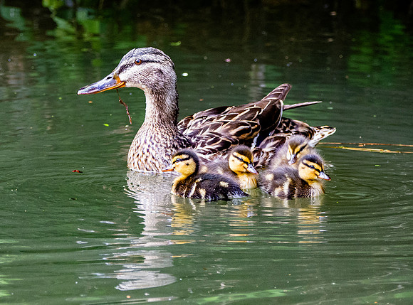 Mallard, female, with chicks