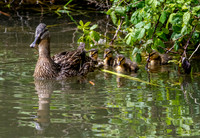 Mallard, female, with chicks