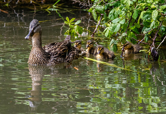 Mallard, female, with chicks