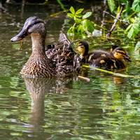 Mallard, female, with chicks