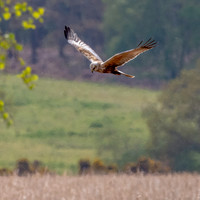 Marsh harrier, female
