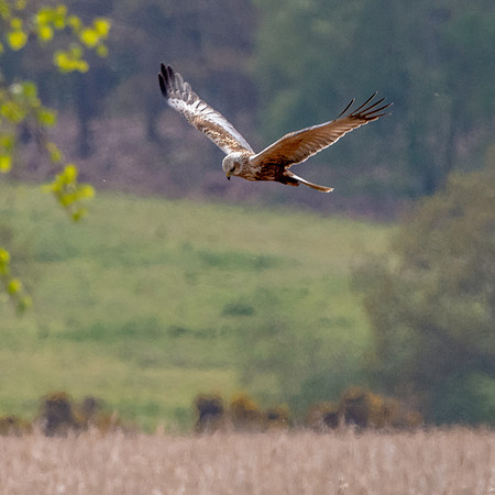 Marsh harrier, female