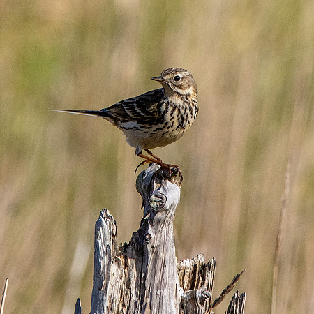 Meadow pipit