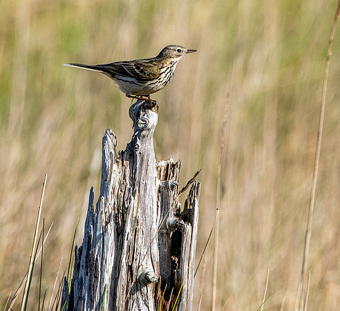 Meadow pipit
