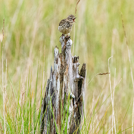 Meadow pipit