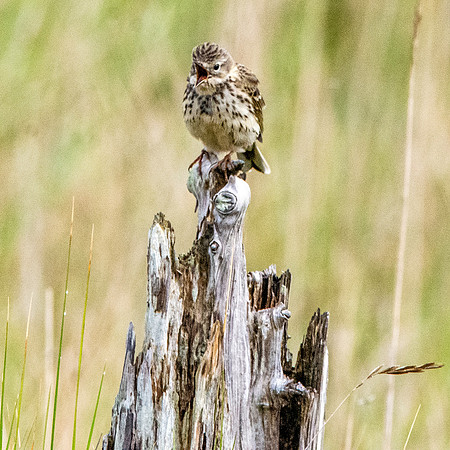 Meadow pipit