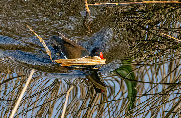 Moorhen