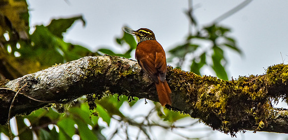 Pearled treerunner