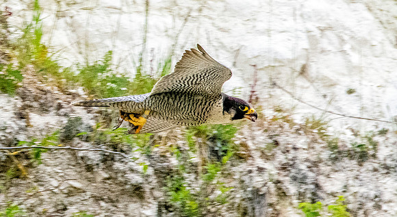 Peregrine falcon